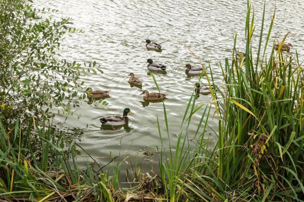 Mallard Lake Саут-Керни Экстерьер фото